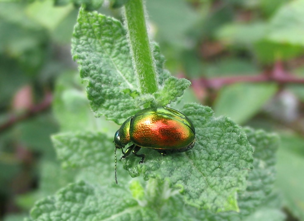 Carellata di Chrysomelidae